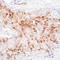 40S ribosomal protein SA antibody, LS-C87986, Lifespan Biosciences, Immunohistochemistry frozen image 