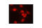 SKI Like Proto-Oncogene antibody, 4973S, Cell Signaling Technology, Immunofluorescence image 
