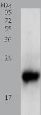 Protein BTG2 antibody, TA321784, Origene, Western Blot image 