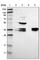 Cell Growth Regulator With Ring Finger Domain 1 antibody, HPA002930, Atlas Antibodies, Western Blot image 