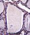 Neutral Sphingomyelinase Activation Associated Factor antibody, abx027483, Abbexa, Immunohistochemistry frozen image 
