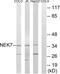 NIMA Related Kinase 7 antibody, LS-C199305, Lifespan Biosciences, Western Blot image 