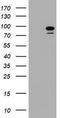 Splicing Factor 3a Subunit 1 antibody, LS-C175307, Lifespan Biosciences, Western Blot image 