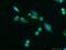 Vanin 2 antibody, 25643-1-AP, Proteintech Group, Immunofluorescence image 