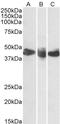 CD27 Molecule antibody, TA334178, Origene, Western Blot image 