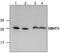 Homeobox protein VENTX antibody, TA318898, Origene, Western Blot image 