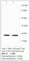 Ribosomal Protein L13 antibody, MBS415564, MyBioSource, Western Blot image 