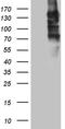 Semaphorin-4D antibody, CF809848, Origene, Western Blot image 