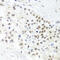TRNA Methyltransferase 1 antibody, abx006427, Abbexa, Western Blot image 