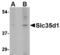 Solute Carrier Family 35 Member D1 antibody, LS-B4978, Lifespan Biosciences, Western Blot image 
