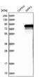 MAGUK p55 subfamily member 3 antibody, PA5-54519, Invitrogen Antibodies, Western Blot image 