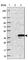 Cell Division Cycle Associated 8 antibody, HPA028120, Atlas Antibodies, Western Blot image 