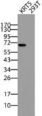 Keratin 5 antibody, CF801104, Origene, Western Blot image 