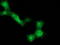 Dystrobrevin Alpha antibody, LS-C337212, Lifespan Biosciences, Immunofluorescence image 