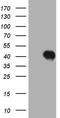 Homeobox C4 antibody, TA809671, Origene, Western Blot image 