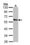 Zinc finger protein ZPR1 antibody, TA308253, Origene, Western Blot image 