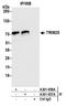 Tripartite Motif Containing 25 antibody, A301-857A, Bethyl Labs, Immunoprecipitation image 