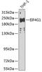 p220 antibody, 23-023, ProSci, Western Blot image 