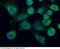 CD107b antibody, 13555-T46, Sino Biological, Immunohistochemistry frozen image 