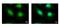 Histone Acetyltransferase 1 antibody, NBP2-14976, Novus Biologicals, Immunocytochemistry image 