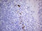 Homeobox protein TGIF1 antibody, M04122, Boster Biological Technology, Immunohistochemistry paraffin image 