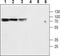 Solute Carrier Family 9 Member A2 antibody, PA5-77560, Invitrogen Antibodies, Western Blot image 