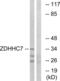 Zinc Finger DHHC-Type Containing 7 antibody, abx014695, Abbexa, Western Blot image 