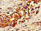 Ubiquitin Specific Peptidase 7 antibody, LS-C670981, Lifespan Biosciences, Immunohistochemistry paraffin image 