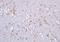 Clavesin 1 antibody, orb101895, Biorbyt, Immunohistochemistry paraffin image 