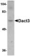 Dishevelled Binding Antagonist Of Beta Catenin 3 antibody, TA306672, Origene, Western Blot image 