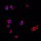 Frp antibody, MAB17381, R&D Systems, Immunofluorescence image 