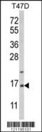 Astrocytic phosphoprotein PEA-15 antibody, MBS9205371, MyBioSource, Western Blot image 