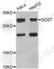 SOST antibody, A8213, ABclonal Technology, Western Blot image 