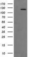 Protein Tyrosine Kinase 2 antibody, TA506161AM, Origene, Western Blot image 