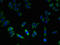 FKBP Prolyl Isomerase 11 antibody, LS-C379780, Lifespan Biosciences, Immunofluorescence image 