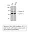 Lamin A/C antibody, STJ93885, St John