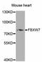 F-Box And WD Repeat Domain Containing 7 antibody, STJ29923, St John
