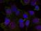 REL Proto-Oncogene, NF-KB Subunit antibody, GTX50099, GeneTex, Immunofluorescence image 