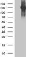 Lca antibody, TA506537S, Origene, Western Blot image 