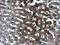 Fibrinogen Gamma Chain antibody, CF507155, Origene, Immunohistochemistry paraffin image 