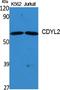 Chromodomain Y Like 2 antibody, A14503, Boster Biological Technology, Western Blot image 
