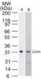 Baculoviral IAP repeat-containing protein 7 antibody, TA336400, Origene, Western Blot image 