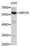 Pancreatic alpha-amylase antibody, STJ22605, St John