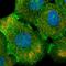ITGB4 antibody, HPA036348, Atlas Antibodies, Immunofluorescence image 
