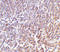 Lymphocyte Antigen 86 antibody, 3847, ProSci Inc, Immunohistochemistry frozen image 