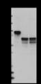 F-Box Protein 7 antibody, 853501, BioLegend, Western Blot image 