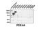 Phosphodiesterase 4A antibody, LS-C82360, Lifespan Biosciences, Western Blot image 