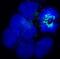 Mitotic checkpoint serine/threonine-protein kinase BUB1 beta antibody, MA1-16577, Invitrogen Antibodies, Immunofluorescence image 