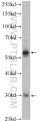 X-Box Binding Protein 1 antibody, 24868-1-AP, Proteintech Group, Western Blot image 