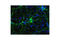 Microtubule Associated Protein Tau antibody, 20194S, Cell Signaling Technology, Immunocytochemistry image 